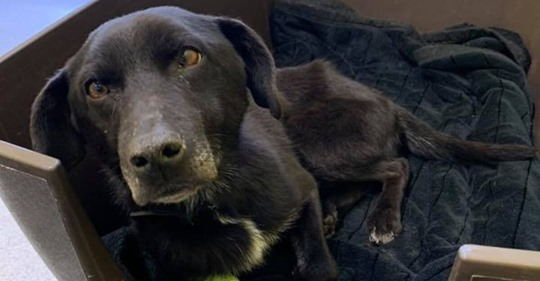 Einsamer Labrador bleibt auf Hundewiese zurück: Tierarzt bestätigt die schlimmsten Befürchtungen
