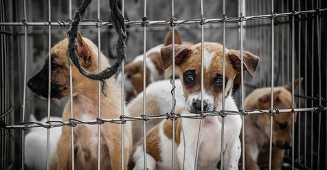 Tierquälerei in den USA wird als Straftat gewertet, Täter drohen bis zu 7 Jahren Haft – Gesetz dafür wurde erlassen