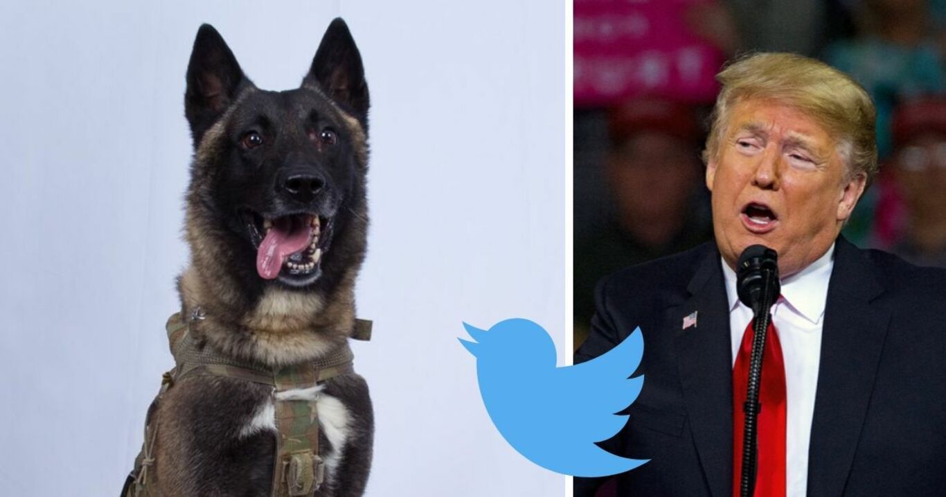 Belgischer Schäferhund jagte Terrorist Baghdadi: Jetzt spricht Trump auf Twitter