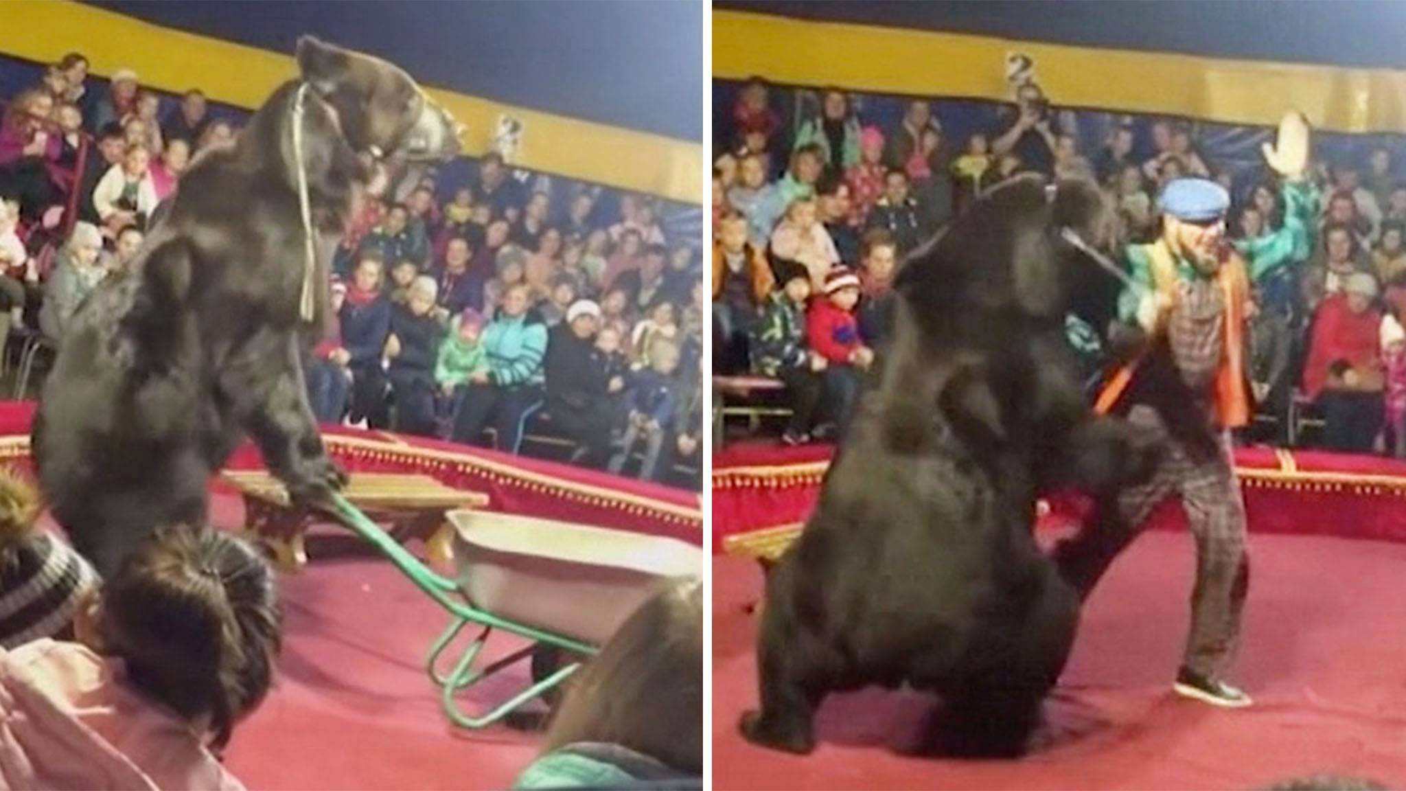 Zirkus-Bär attackiert Dompteur und springt dann ins Publikum
