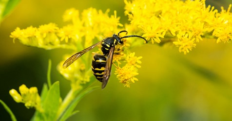 In Deutschland sinkt die Zahl der Insekten drastisch und in einem schnellen Tempo – das zeigen neue Untersuchungen