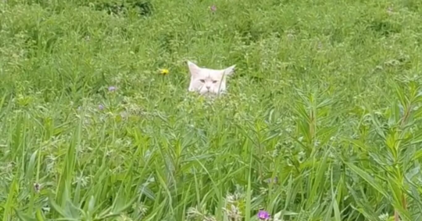 Sie sieht ein süßes Kätzchen im Gras: Beim Näherkommen gerät sie völlig aus dem Häuschen