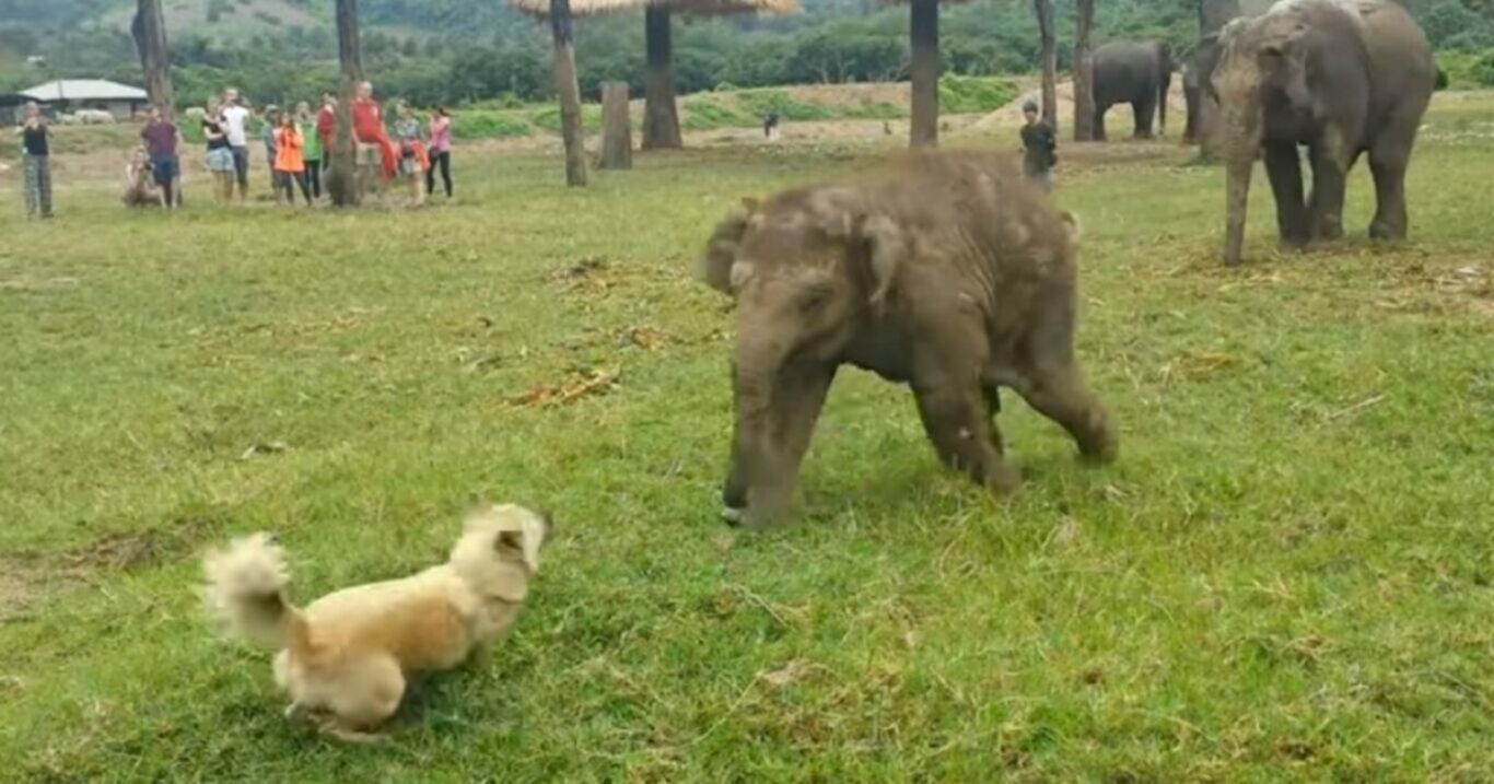 Babyelefant und Hund nähern sich vorsichtig an: Was sie tun, ist zauberhaft schön