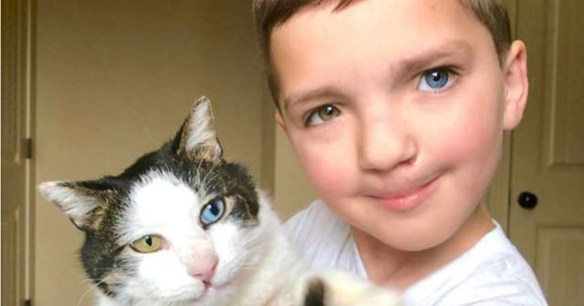 Junge wird für Hasenscharte und anders farbige Augen gehänselt: ausgerechnet eine Katze hilft ihm in dieser Zeit