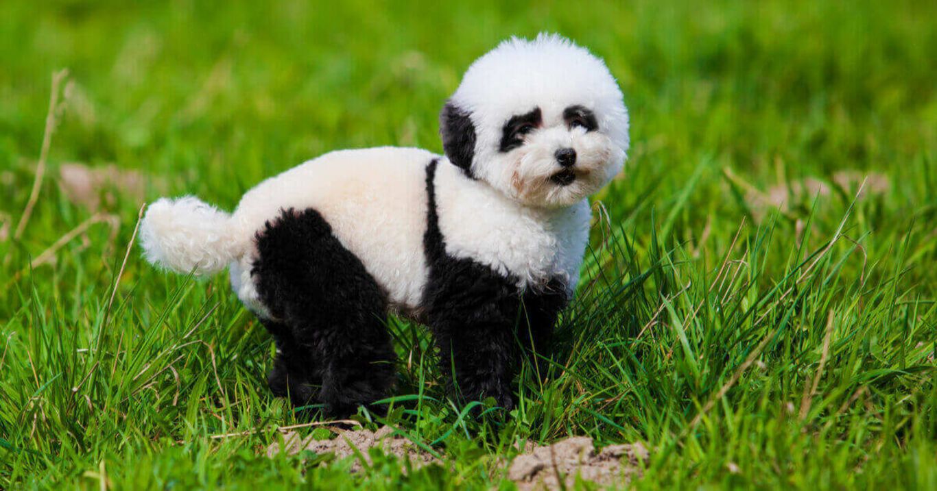 Panda-Hunde aus China: Die einen sind verzaubert, die anderen stinksauer!