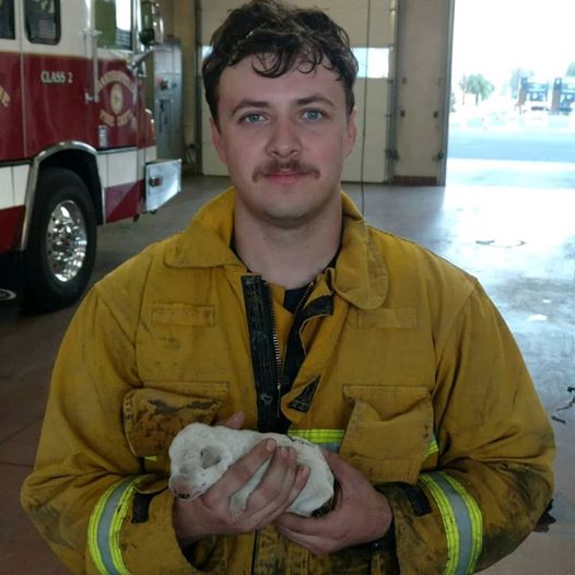 Feuerwehrmann hört Jaulen aus brennendem Busch & rettet neugeborenen Welpen vor Feuer