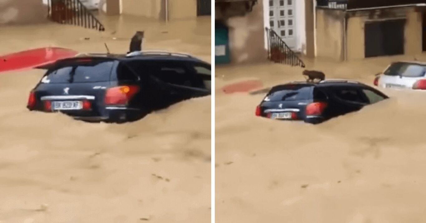 Verzweifeltes Kätzchen sitzt auf Auto fest: Plötzlich rollt die Sintflut an 