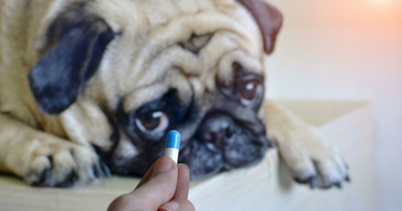 Dem Hund wegen Schmerzen Paracetamol geben? Bloß nicht!