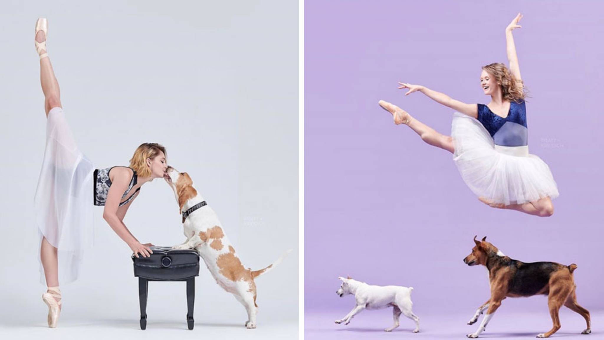 Diese besonderen Aufnahmen zeigen: Hunde sind die besseren Tanzpartner