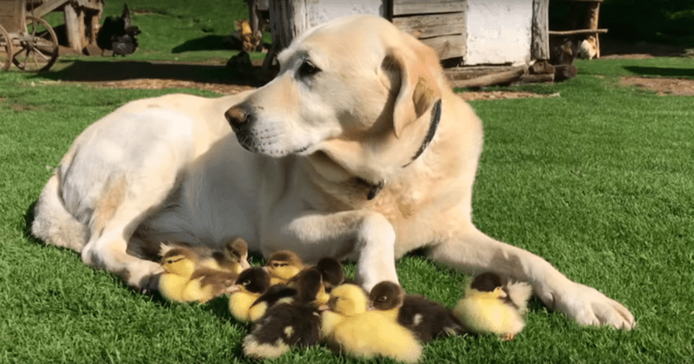 Adoptiv Papa Fred: Was dieser Labrador tut, ist einfach unglaublich! (Video)