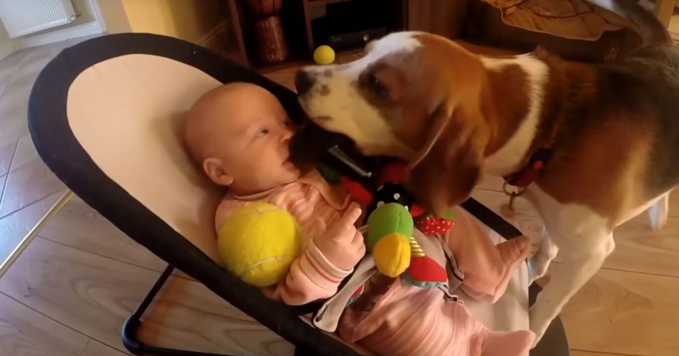 Beagle bringt ein Baby zum Weinen – was er dann tut, ist einfach zum Dahinschmelzen
