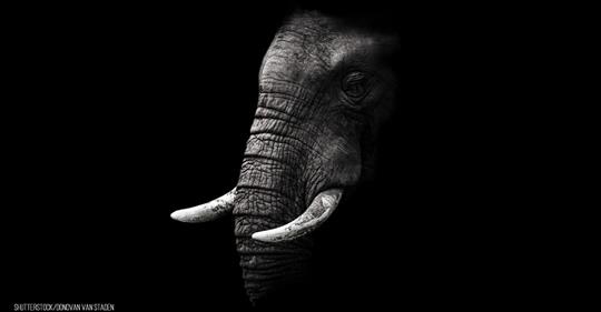 Elefant reißt sich Rüsselspitze in Zoogehege-Tor ab