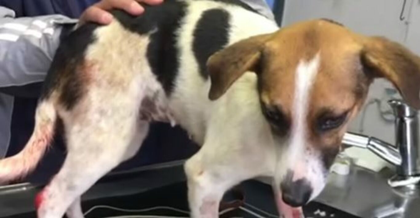 Tierarzt soll Hund einschläfern: Im letzten Moment sieht er etwas und lässt die Spritze sinken