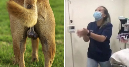 Nach Hunde-Kastration: Tierarzt-Helferin fristlos gekündigt!