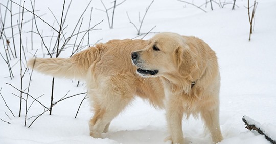 Frierender Hund ruft verzweifelt um Hilfe – bis ihn eine Frau vor dem Kältetod rettet