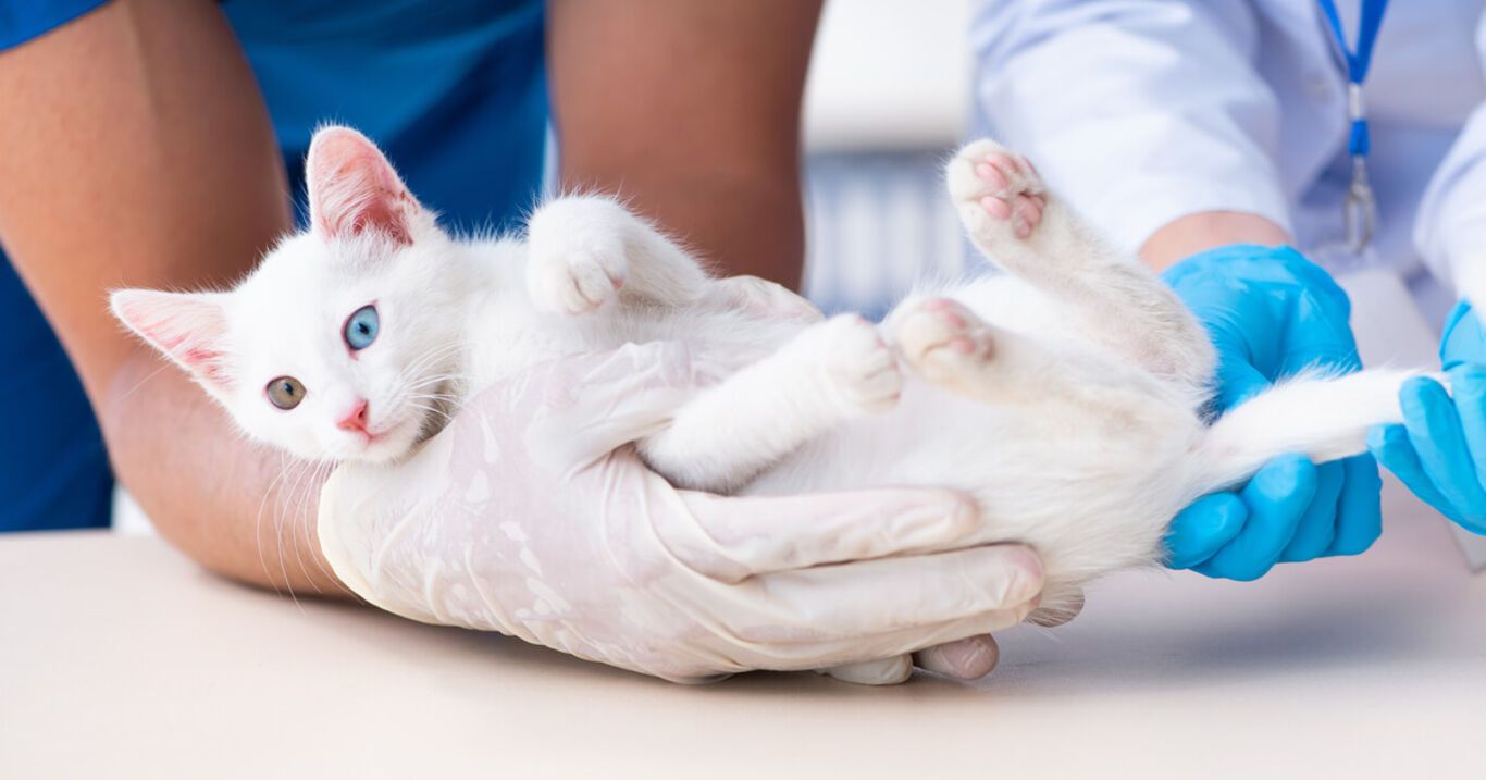 Tierarzt untersucht Genitalien von Kätzchen und entdeckt erstmals einen Zwitter