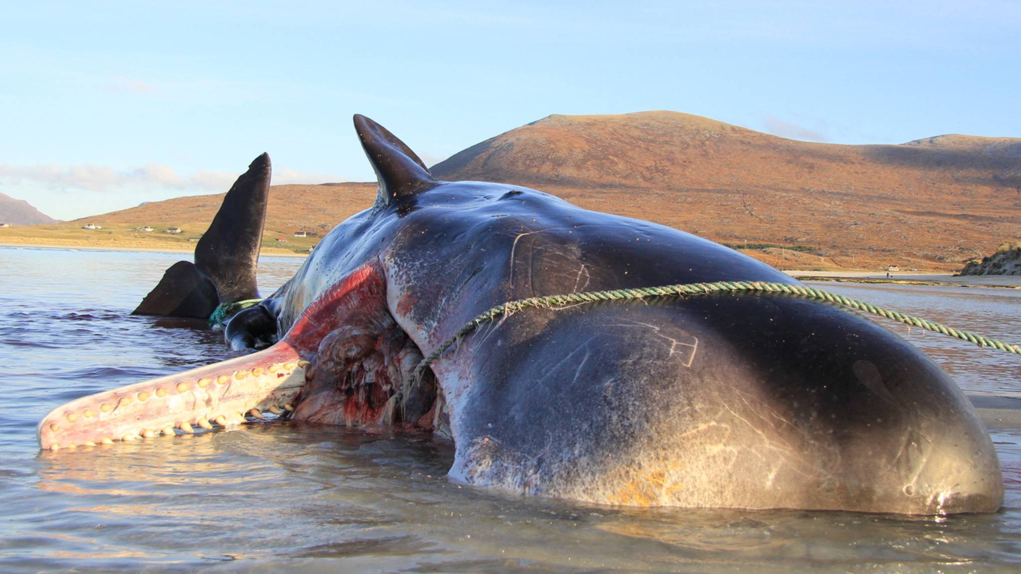 Die Gedärme schossen raus: Gestrandeter Wal explodiert in Schottland während Untersuchung