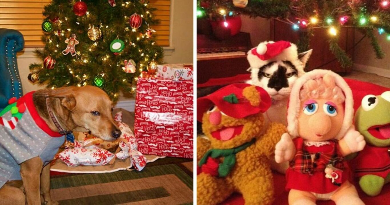 Diese 10 Hunde Und Katzen Hassen Weihnachten Genauso Sehr Wie Der Grinch