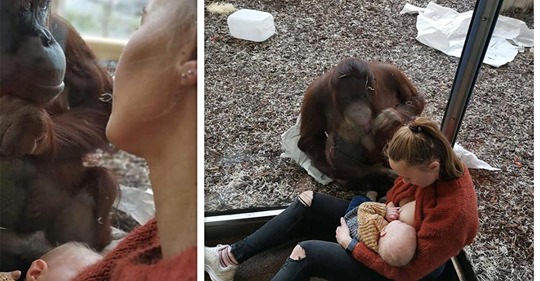 Rührender Anblick im Zoo:Orang Utan Dame beschützt stillende Mutter