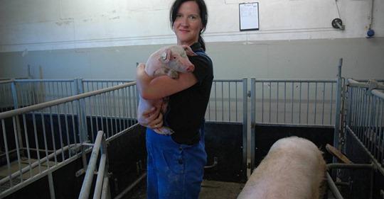 Sandra Düpjan erforscht seit 15 Jahren Schweine – und weiß, was in Mastbetrieben falsch läuft