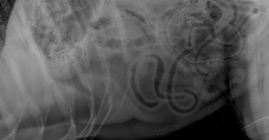 Schäferhund hat Bauchweh: Tierarzt sieht Röntgen Aufnahme und bekommt Panik!