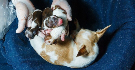 Tierarzt bei Hundegeburt: Als er den zweiten Welpen sieht, kann er einen Schrei nicht unterdrücken