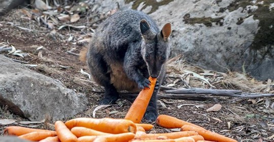 Mini Känguru bricht während Sturm 'Sabine' aus   sein Besitzer findet ihn tot auf