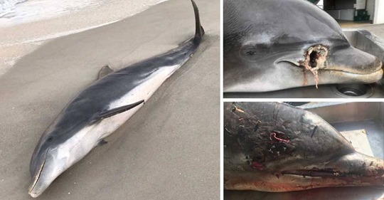 Tödliche Schuss  und Stichwunden: US Behörden suchen Delfin Quäler