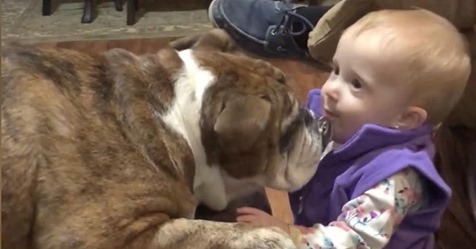 Tierisches Freundschaftsangebot:Bulldogge sieht erstes Mal ein Kleinkind