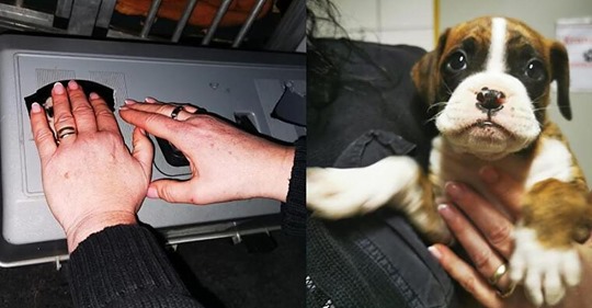 Welpen in winzige Anglerboxen gesperrt: Polizei stoppt Hundeschmuggler auf A6