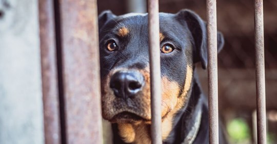Mehrfach adoptiert und wieder abgegeben: Hunde-Opa Tyson sucht Familie