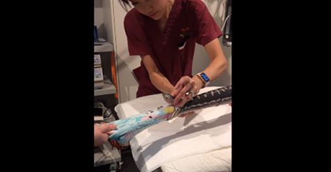 Verblüffend: Ärzte ziehen meterlanges Handtuch aus Python