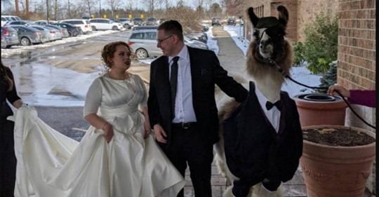 Mann bringt zur Hochzeit seiner Schwester ein Lama mit – die Braut ist wenig begeistert