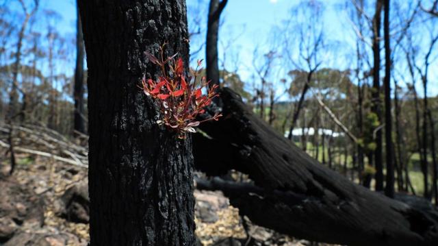 Nach 240 Tagen brennen die australischen Buschfeuer nicht mehr