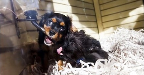 Schon 18 Klagen: Tierhandlung verkauft kranke Hundewelpen