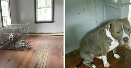  Pit Bulls, die in einem verlassenen Haus zum Sterben zurückgelassen wurden, wedeln mit ihren Schwänzen, als sie ihre Retter zum ersten Mal sehen