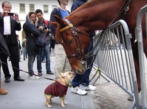 Bulldogge Frenchie nähert sich Polizeipferd für einen Kuss
