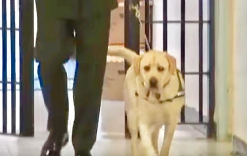 Mann betritt mit Assistenzhund ein Gefängnis, als der Hund plötzlich zu einer Insassin sprintet