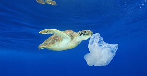 Fataler Irrtum: Warum Schildkröten wirklich Plastikmüll fressen