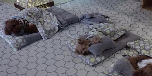 Foto von schlafenden Welpen in der Hundetagesstätte erregt die Aufmerksamkeit des Internets