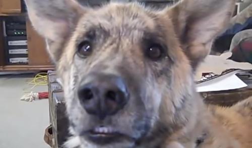 Deutscher Schäferhund ist begeistert, als sein Besitzer ihm von den Leckereien im Kühlschrank erzählt