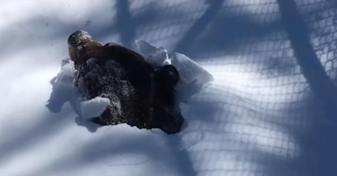 Überraschung geglückt: Grizzly durchbricht Schneedecke nach Winterschlaf