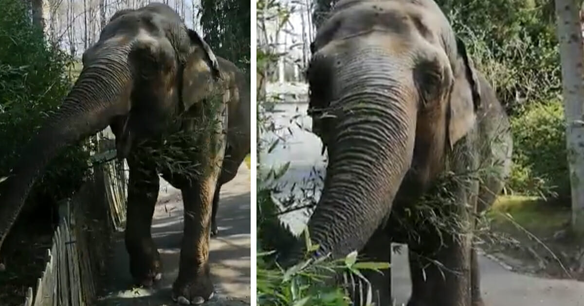 Wegen Corona geschlossen: 53-jährige Elefantendame darf im Neunkircher Zoo ihr Gehege verlassen und umherschlendern