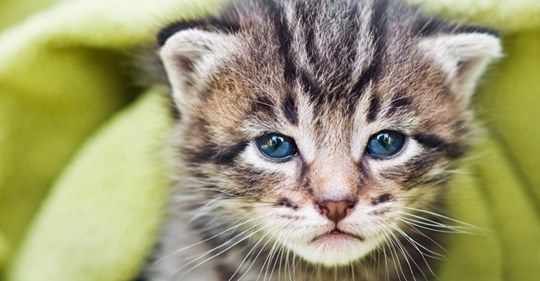 Weltweit erster Fall: Kätzchen positiv auf Coronavirus getestet
