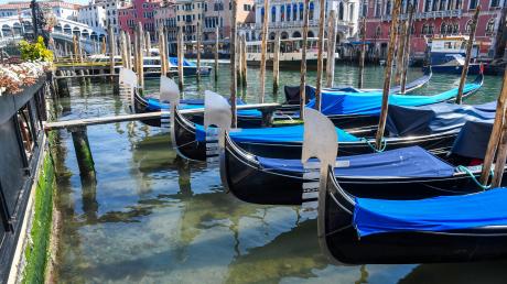 Fische und Delfine kehren in Venedigs Kanäle zurück, während die Stadt wegen des Coronavirus abgeriegelt ist