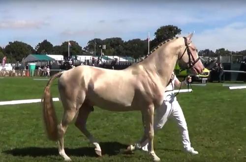 DNA Mutation verleiht turkmenischer Pferdart gold glänzendes Fell