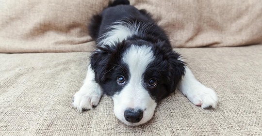 Hunde-Babys sind nicht nur süß - gerade bei den Kleinsten machen viele Fehler