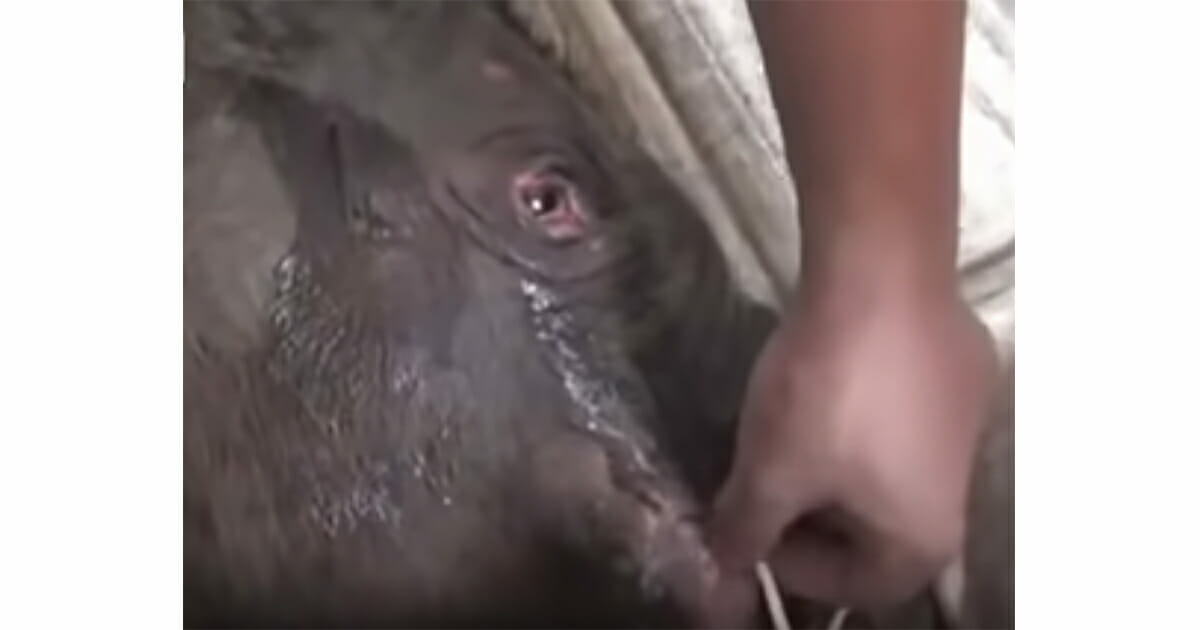 Baby-Elefant weint 5 Stunden lang – er wurde zuvor von seiner Mama getrennt, die ihn töten wollte
