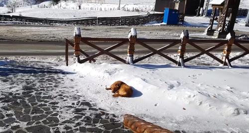 Streunende Hündin schläft tagelang im Schnee, bis ein Tourist sie rettet