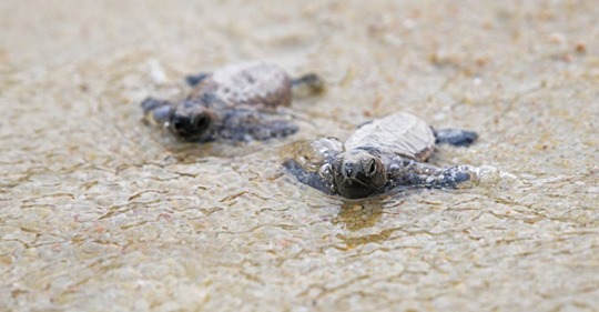 Wegen leerer Strände: Fast 100 vom Aussterben bedrohte Schildkrötenbabys geschlüpft